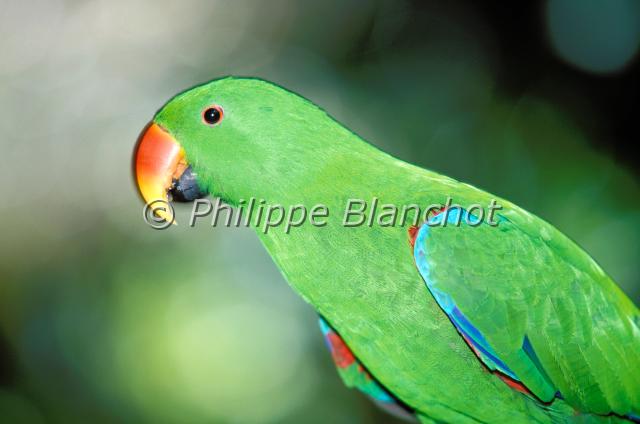 eclectus roratus.JPG - Perroquet éclectus ou grand éclectusEclectus roratusEclectus ParrotPsittacidésAustralie